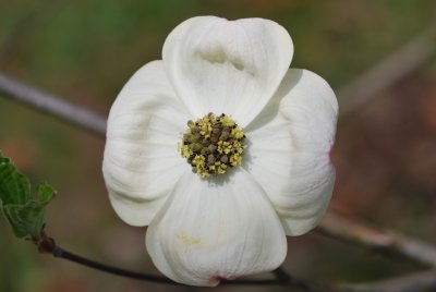 Cornus nuttallii - dřín Nutallův - detail květu, listeny a květy